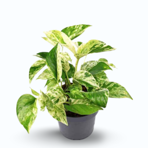 Marble Queen Pothos (Epipremnum aureum ‘Marble Queen’)