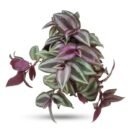 Tradescantia Zebrina – Wandering Jew Plant