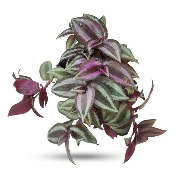Tradescantia Zebrina – Wandering Jew Plant