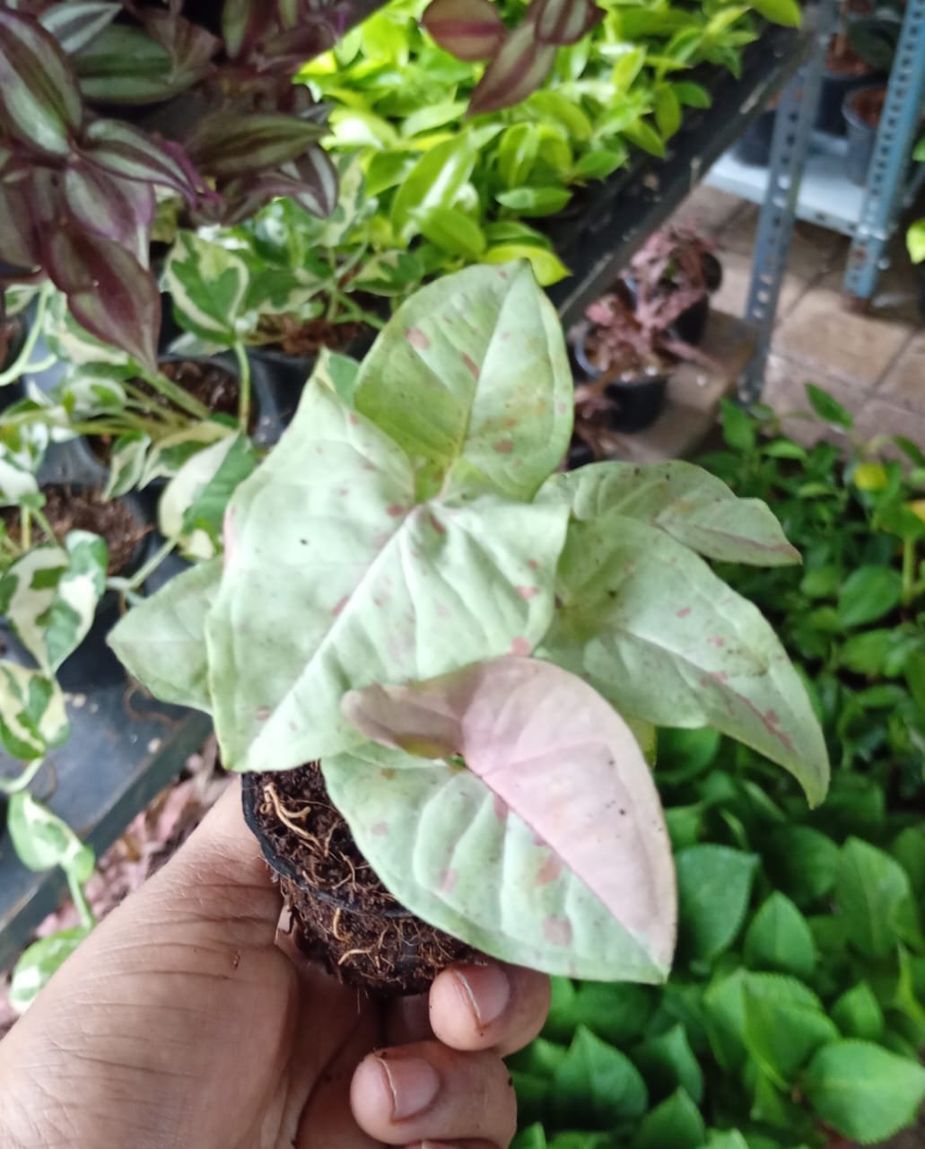 Syngonium Milk Confetti – Rare Arrowhead Vine - Image 2