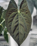 anthurium dark phoenix