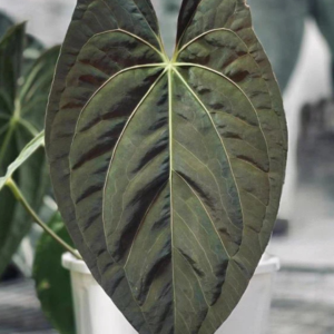 anthurium dark phoenix