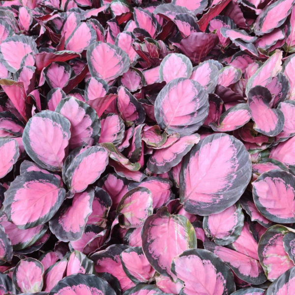 Calathea Roseopicta Crimson - Image 2