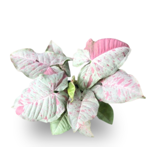 Syngonium Milk Confetti – Rare Arrowhead Vine