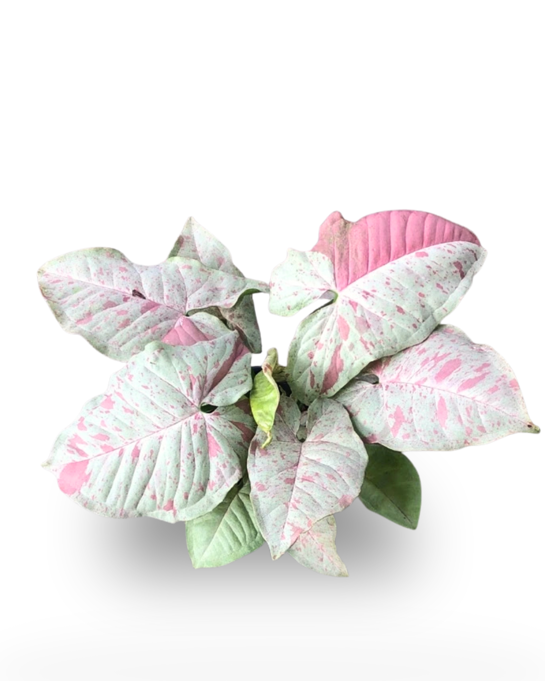 Syngonium Milk Confetti – Rare Arrowhead Vine