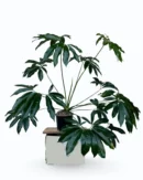 Philodendron Goeldii