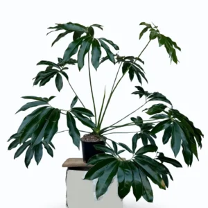 Philodendron Goeldii