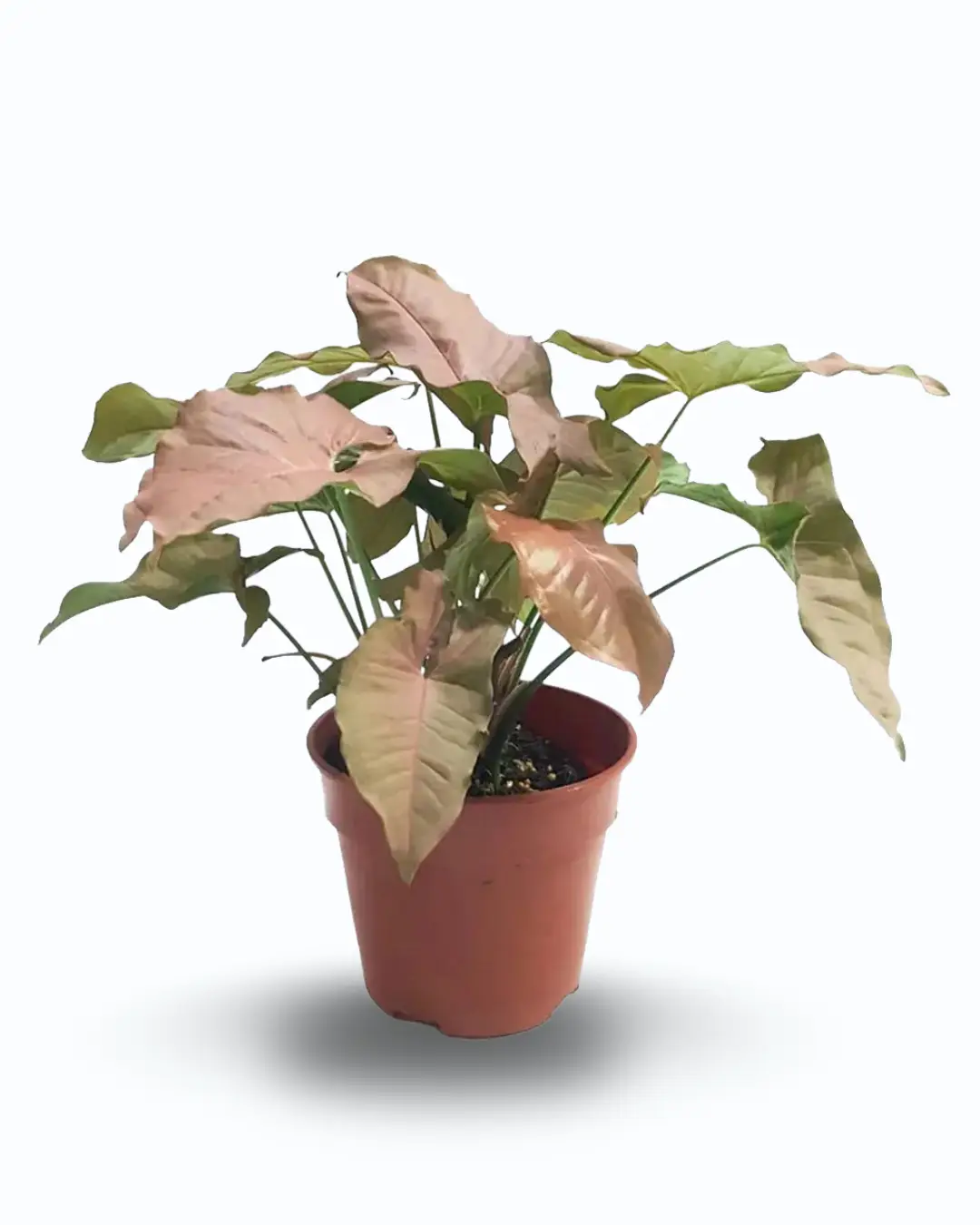 Syngonium Pink (Syngonium podophyllum ‘Neon Robusta’)