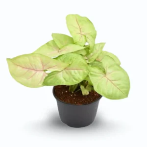 Syngonium Pink Allusion (Syngonium podophyllum ‘Pink Allusion’)