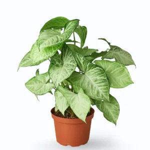 Syngonium ‘White Butterfly’ (Syngonium podophyllum)