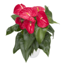 anthurium-red