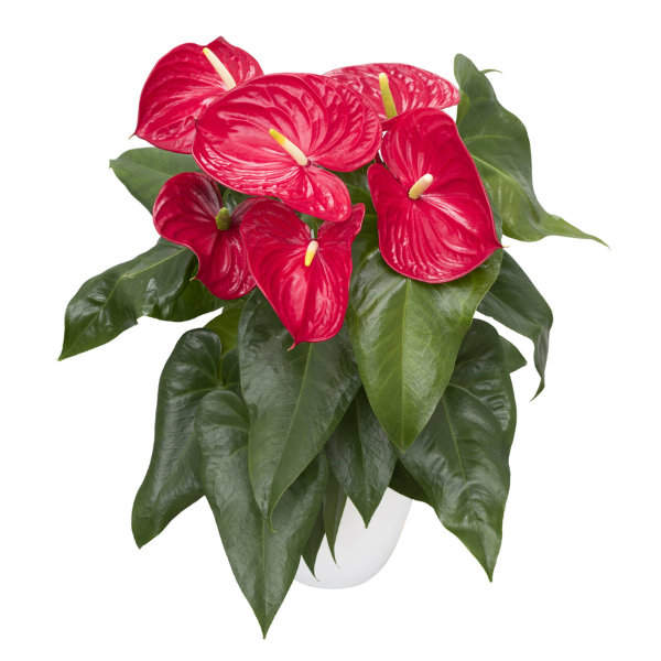 anthurium-red