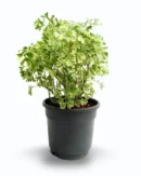 Aralia Variegated White (Polyscias fruticosa ‘Variegata’)