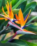 Orange Bird of Paradise (Strelitzia reginae) – Exotic Tropical Plant