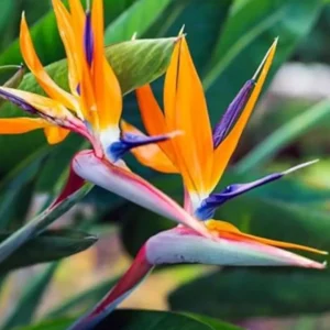 Orange Bird of Paradise (Strelitzia reginae) – Exotic Tropical Plant