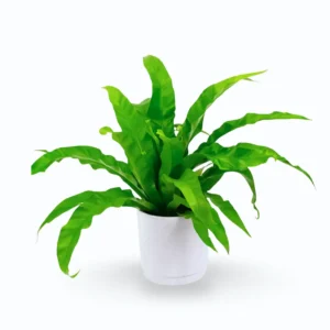 Bird’s Nest Fern (Asplenium nidus) – Tropical Indoor Fern