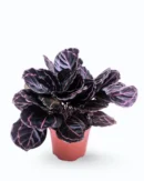 calathea-dottie
