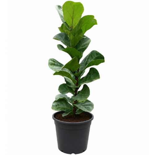 Ficus lyrata ‘Bambino’ – Dwarf Fiddle Leaf Fig