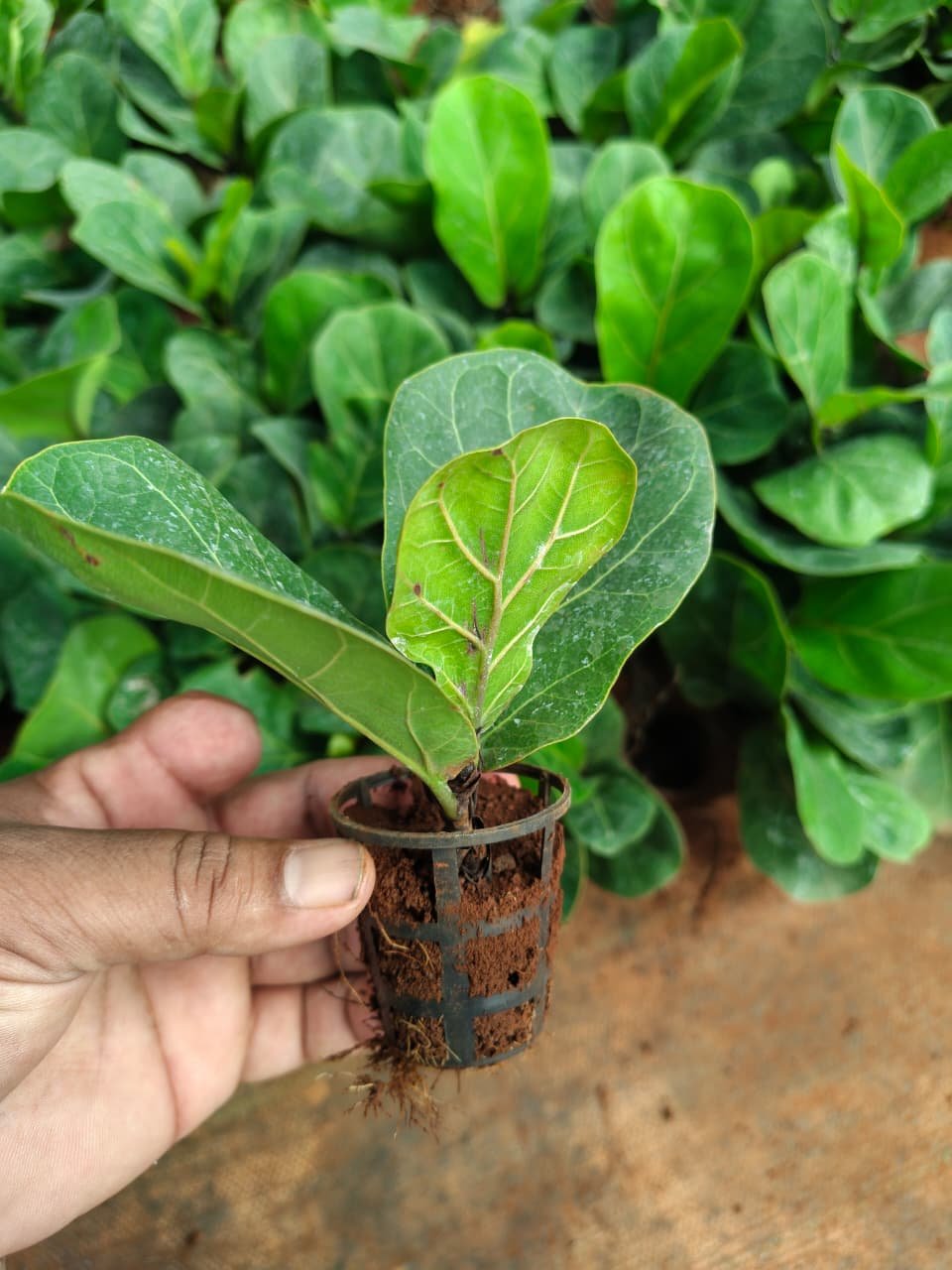 Ficus lyrata – Fiddle Leaf Fig Plant - Image 3
