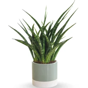 Sansevieria ‘Fernwood’ Mikado – Compact Snake Plant