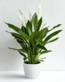 Peace Lily – Air-Purifying Indoor Plant