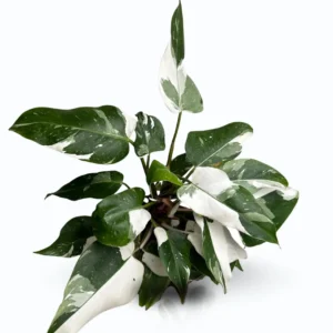 Philodendron White Princess