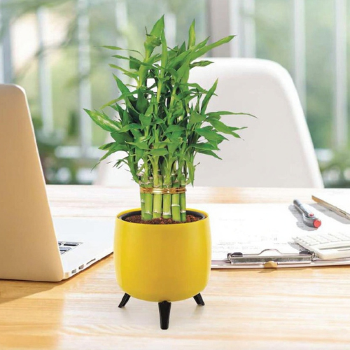 Auréa Tabletop Planter | Premium Self-Watering Pot with Interchangeable Stands - Image 2