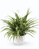 Chlorophytum comosum – Variegated Spider Plant