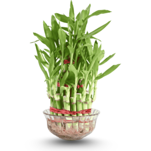 Lucky Bamboo  – 2 Layer Dracaena sanderiana
