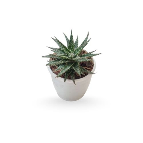 Aloe Vera Pepe (Aloe 'Minnie Belle")