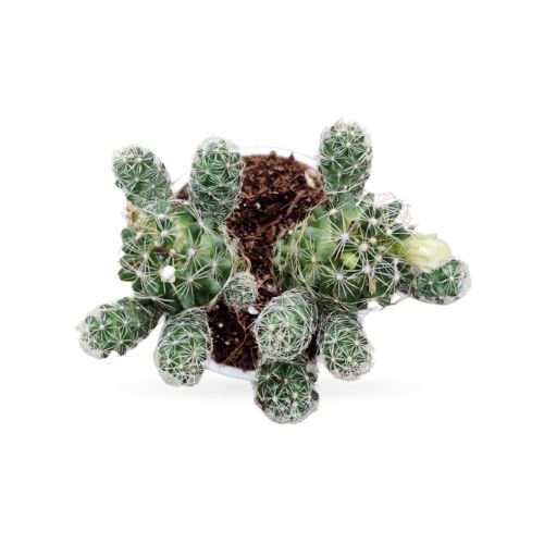 Cacti Mammilaria Gracilis Antje - Image 2