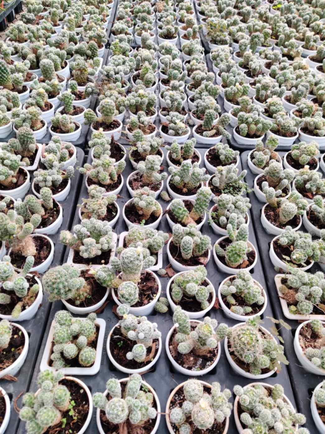 Cacti Mammilaria Gracilis Antje - Image 3
