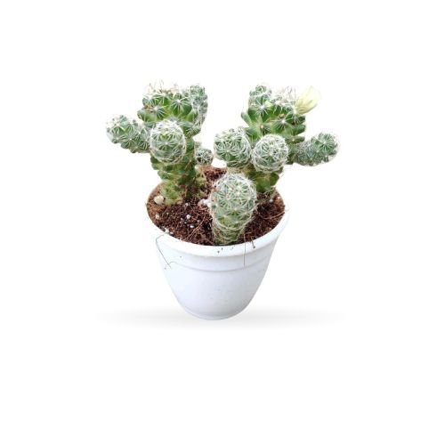 Cacti Mammilaria Gracilis ‘Antje’