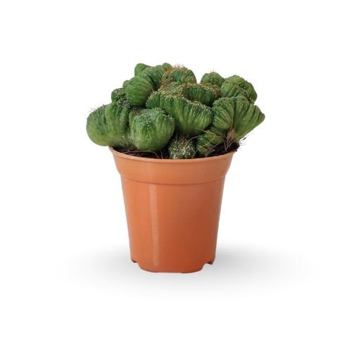 Cereus Forbesii Crest