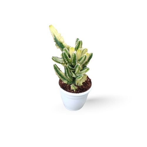 Cereus Variegated