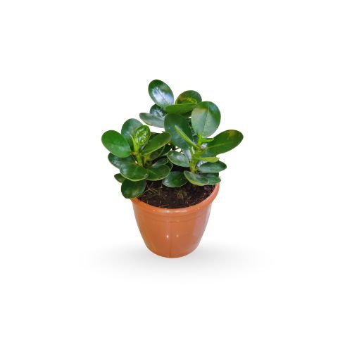 Clusia Rosea - Autograph Tree / Pitch-Apple