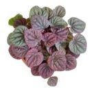 Peperomia Caperata ‘Luna Red’ Plant