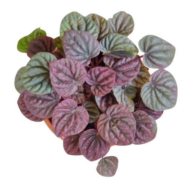 Peperomia Caperata ‘Luna Red’ Plant