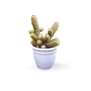 Mamillaria Elongata Lemon