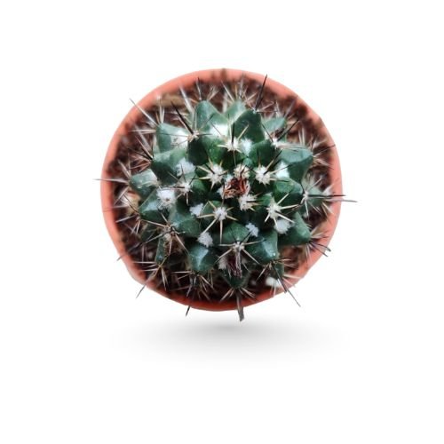 Mammillaria Voburnensis - Woburn Cactus - Image 2