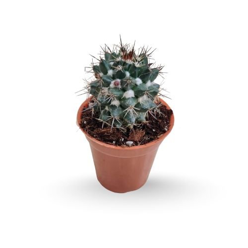 Mammillaria Voburnensis - Woburn Cactus