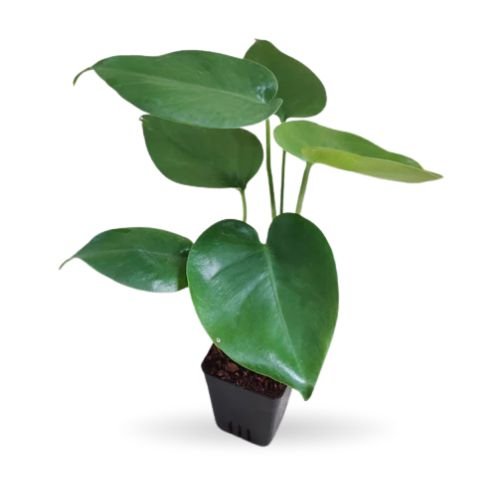 Monstera Deliciosa Green Plant - Image 2