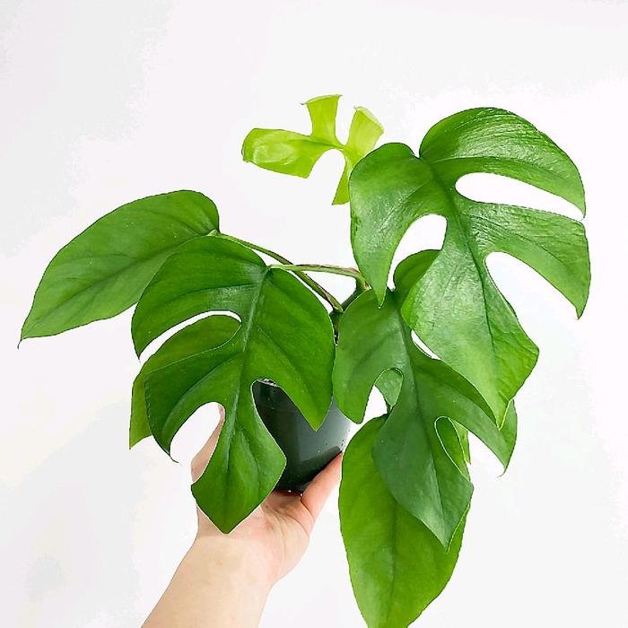 Monstera Deliciosa Green Plant - Image 3