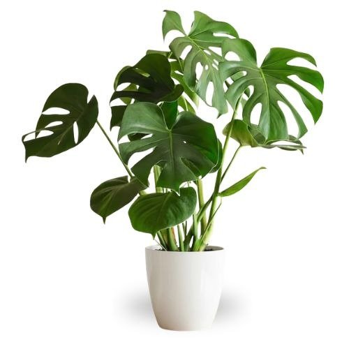 Monstera Deliciosa Green Plant