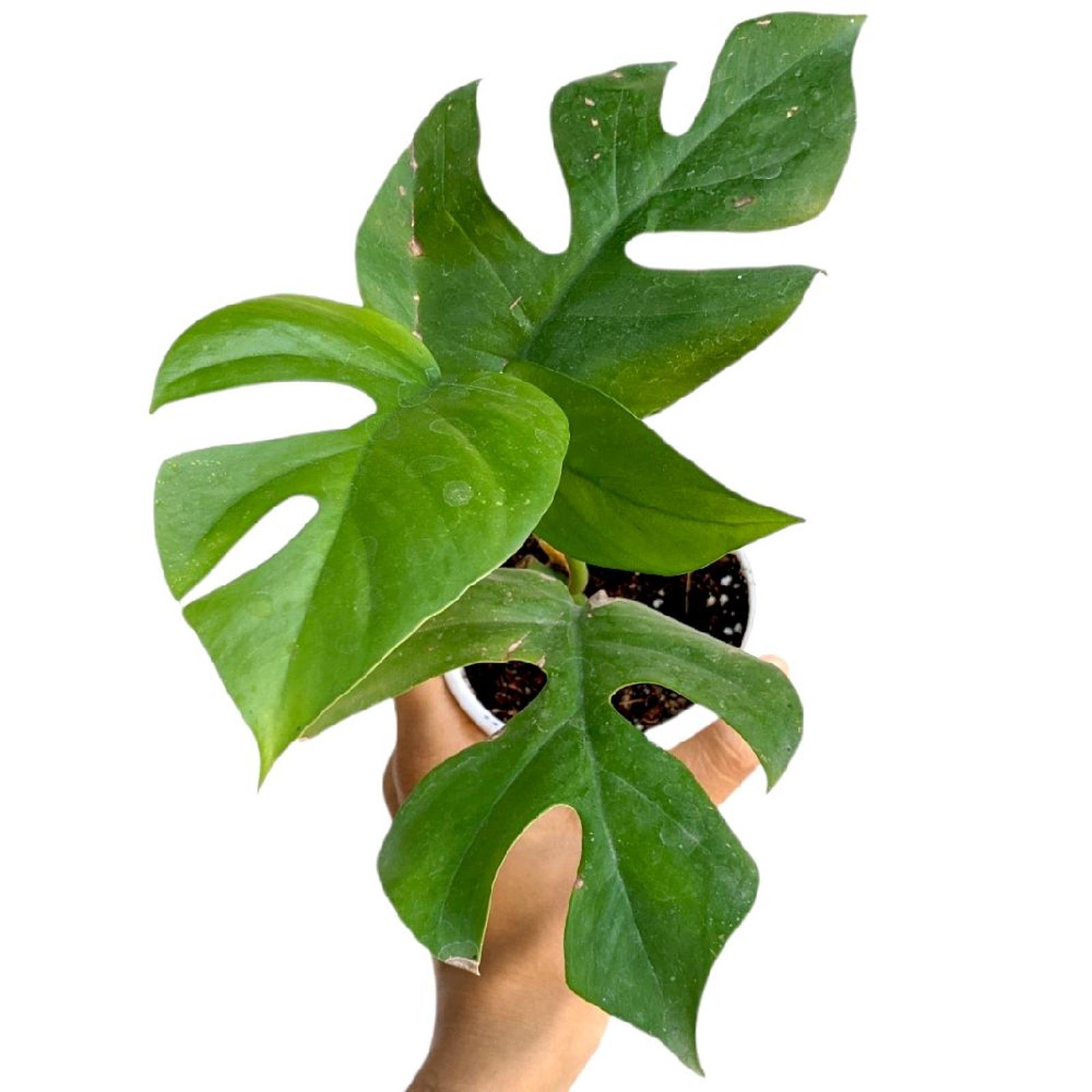 Monstera Deliciosa