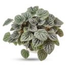 Peperomia Caperata – Rare Heart-Leaf Plant
