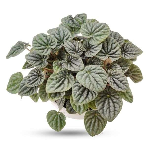 Peperomia Caperata – Rare Heart-Leaf Plant