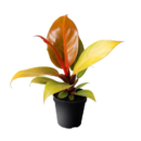 Philodendron ‘Cherry Red’ – Rare Hybrid