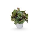 Rex Begonia