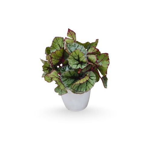 Rex Begonia